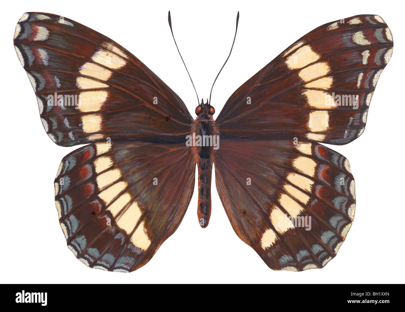 White Admiral Schmetterling Stockfoto