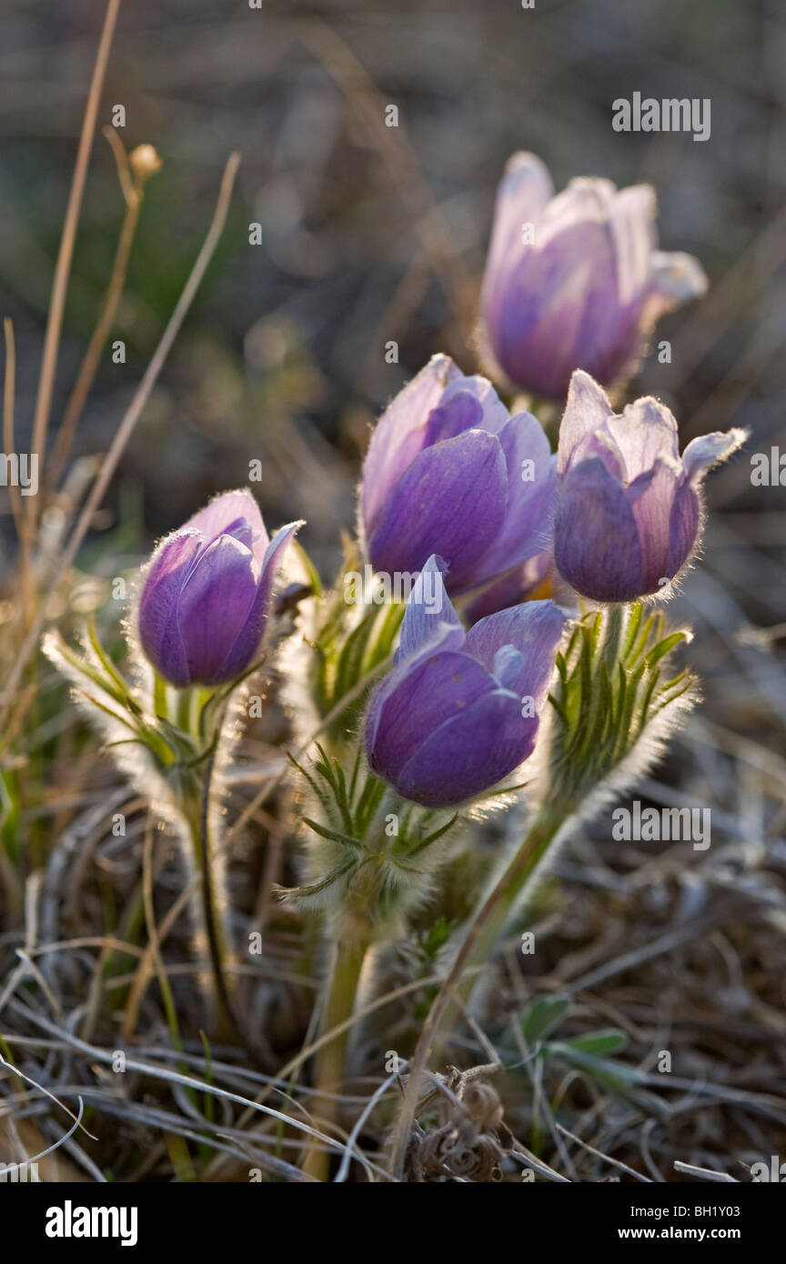 Prärie Krokus (Anemone Patens) blühen im zeitigen Frühjahr, Semi-ariden nass Seep., in der Nähe von sieben Personen, Alberta, Kanada Stockfoto