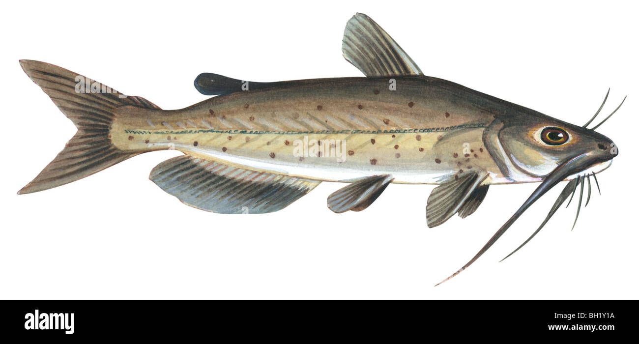 Channel catfish Stockfoto