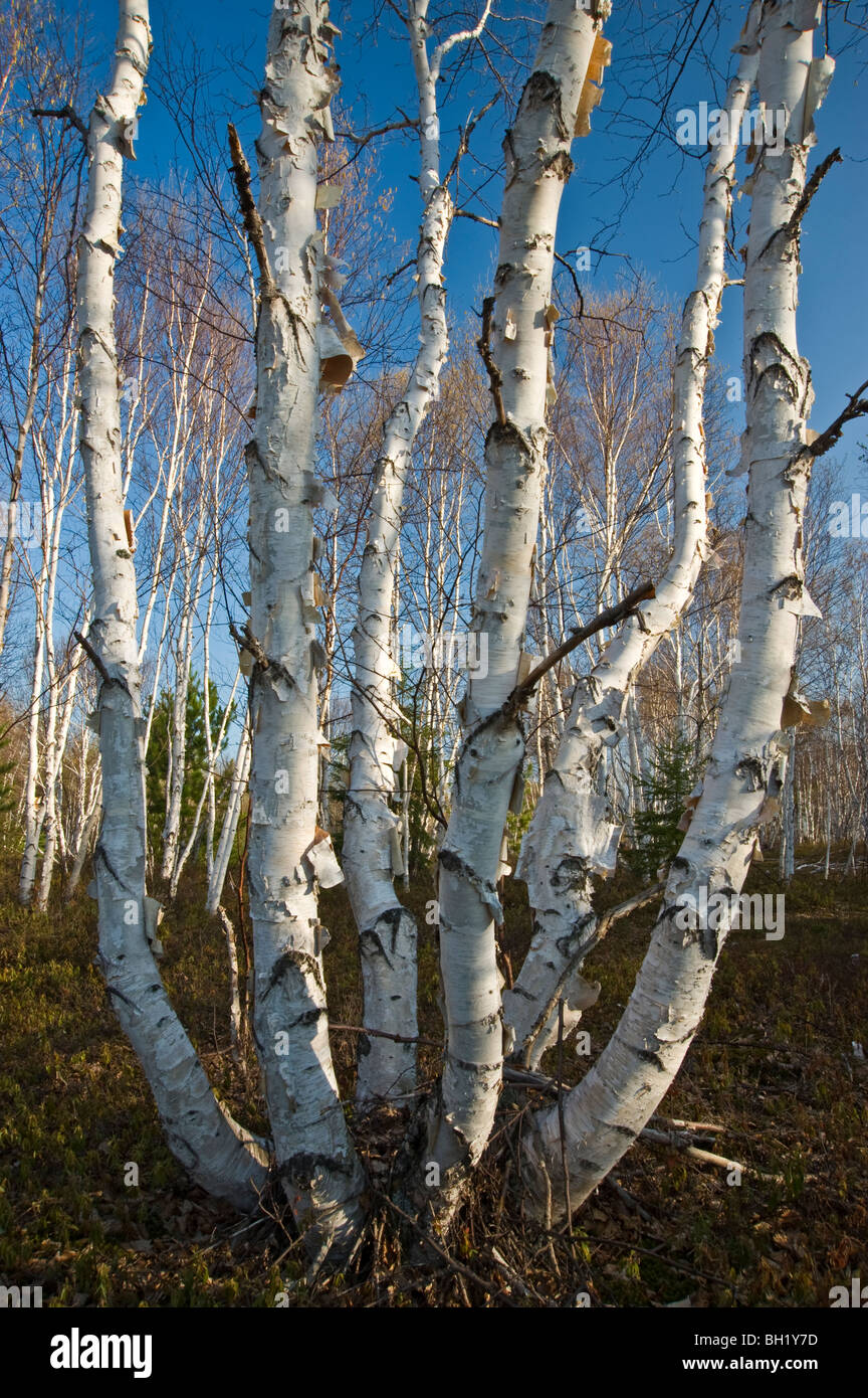 Multistem weiße Birke (Betula Papyrifera) Bäume Vorfrühling, Greater Sudbury, Ontario, Kanada Stockfoto