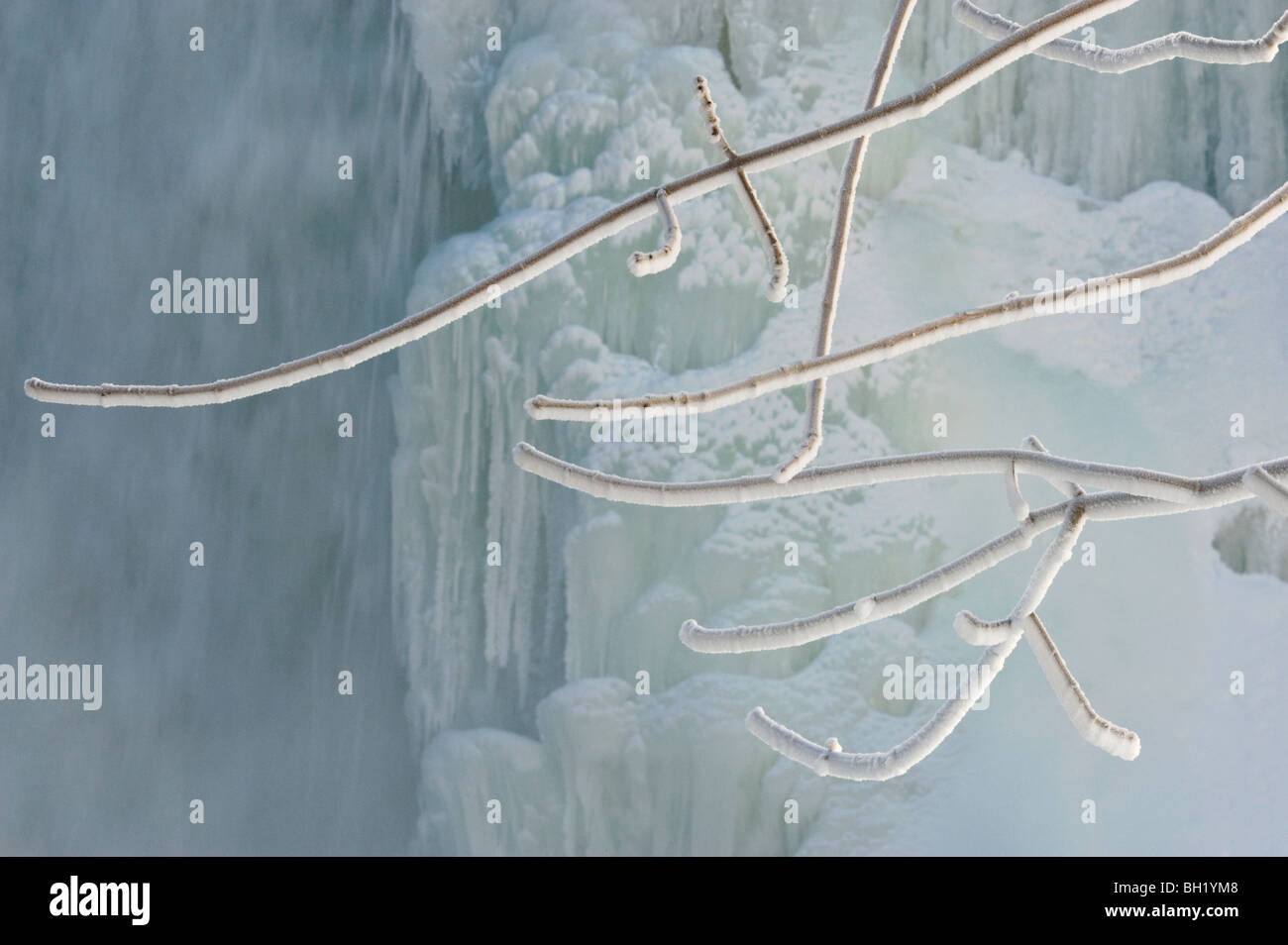 Frosted Äste der Esche in der Nähe von eisformationen von Bridal Veil Falls, Kagawong, Kanada Stockfoto