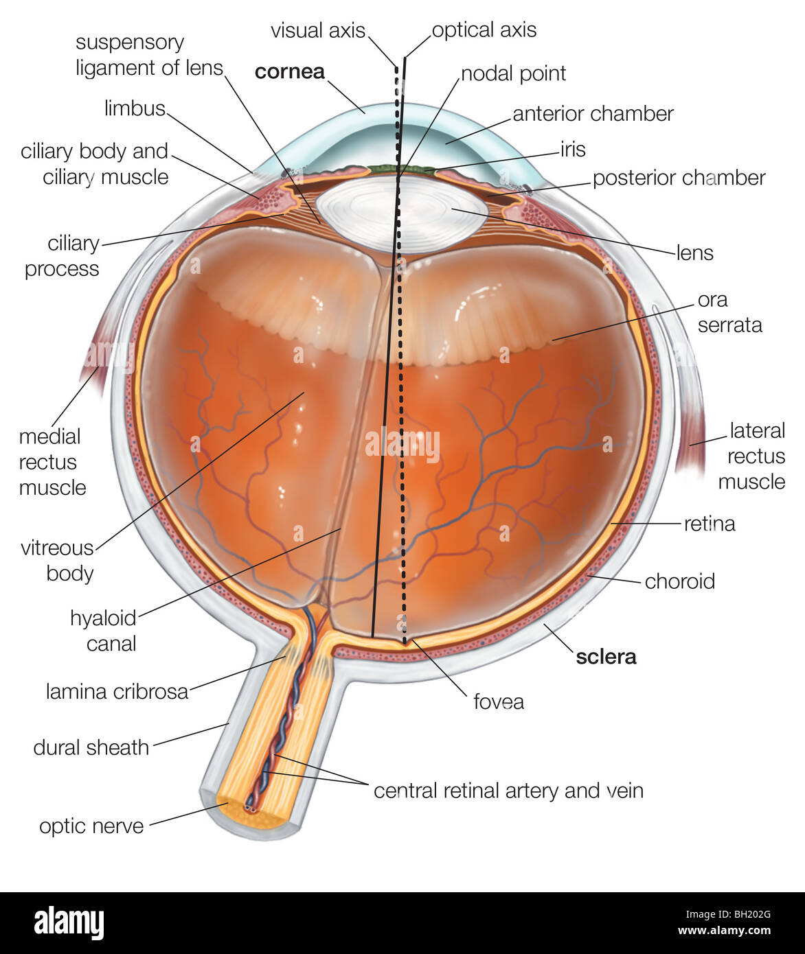 Querschnitt des menschlichen Auges Stockfoto