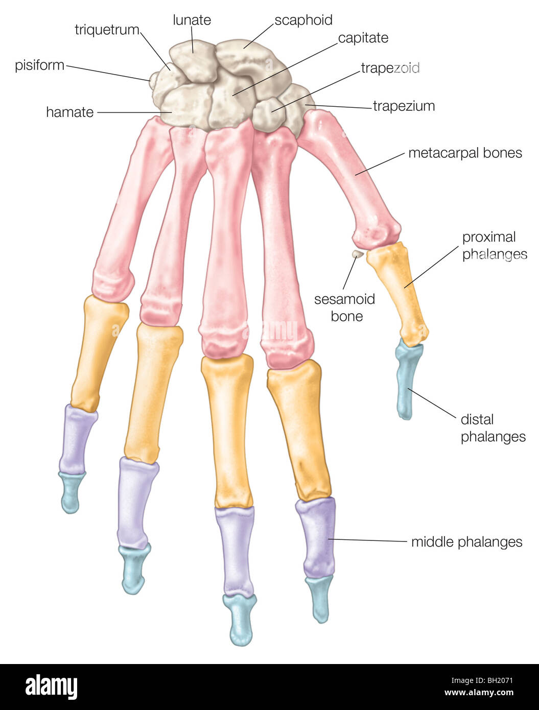 Knochen der hand Stockfoto