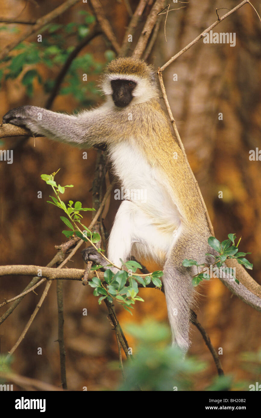 Black-faced Vervet Affen (grüne Aethiops). Stammt aus den Wäldern und Savannen Mittel- und Südafrika. Stockfoto