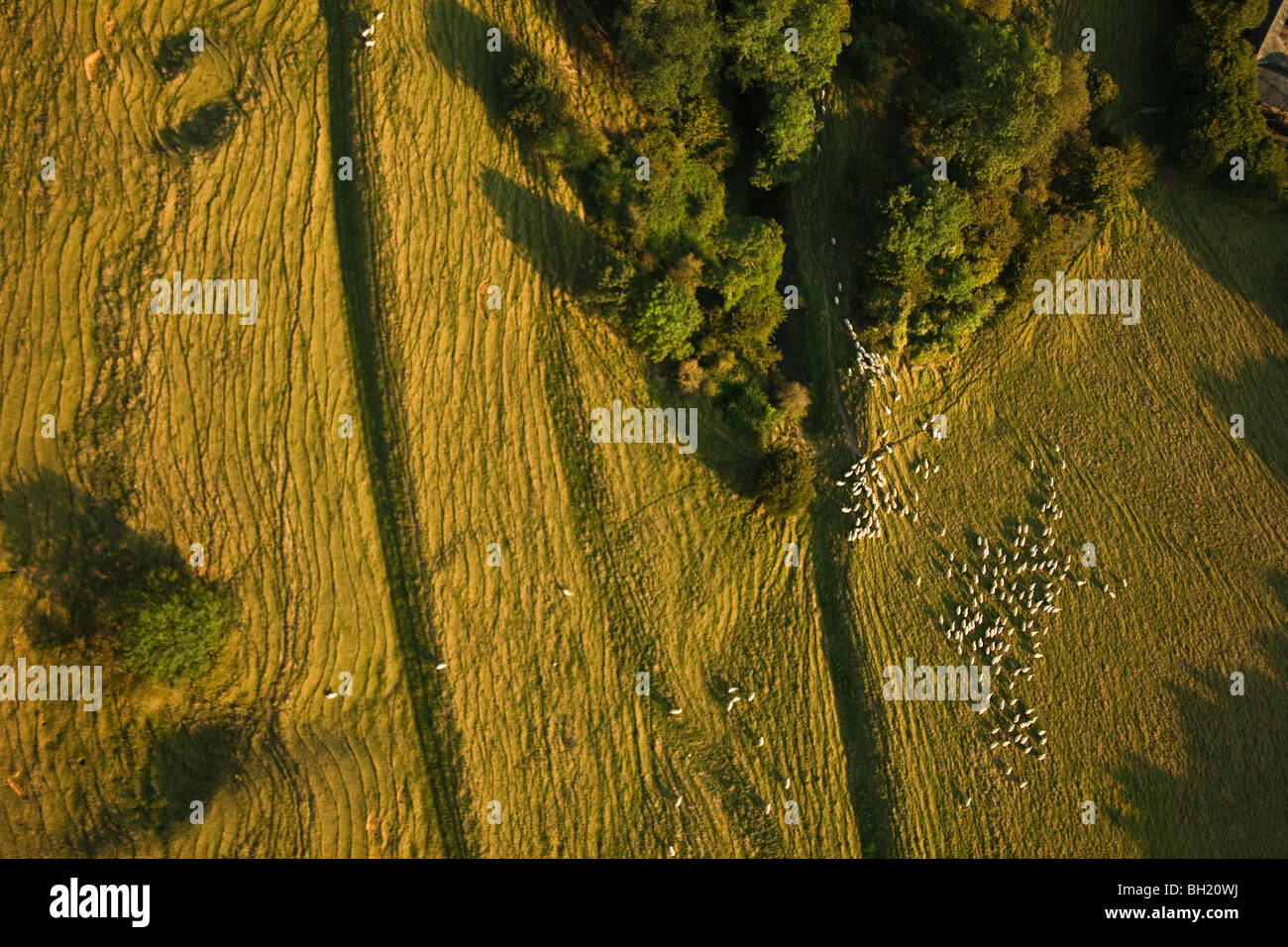 Luftaufnahme von Schafen auf Ackerland Stockfoto