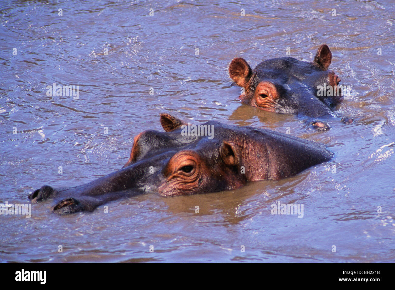 Flusspferd (Hippopotamus Amphibius) am Mara River, Masia Mara Game Reserve, Kenia Afrika Stockfoto