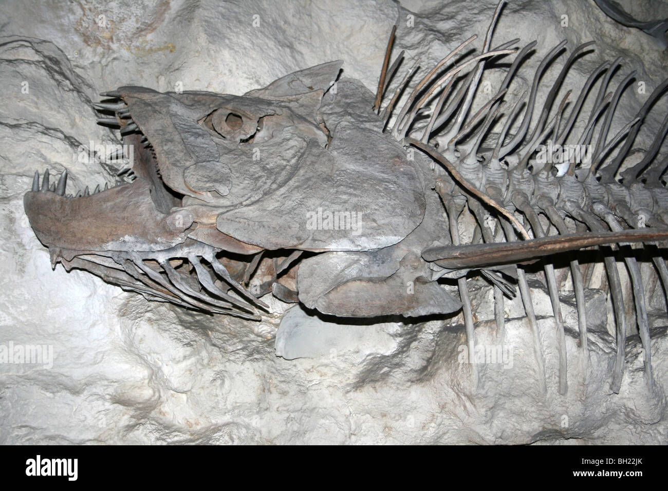 Xiphactinus prähistorischen Knochenfische Modell Replica Stockfoto