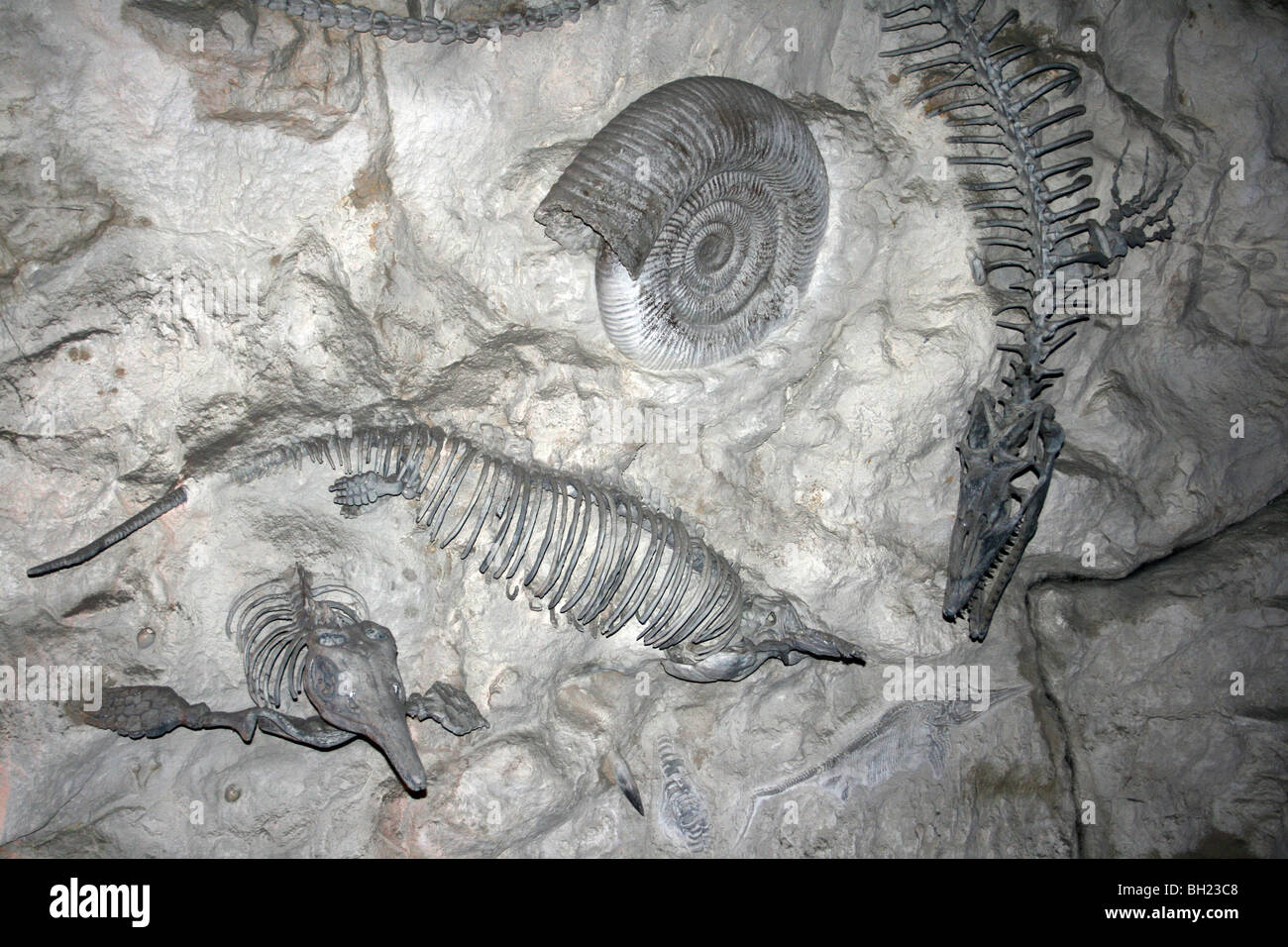 Modell-Nachbau des prähistorischen Meerestiere Stockfoto