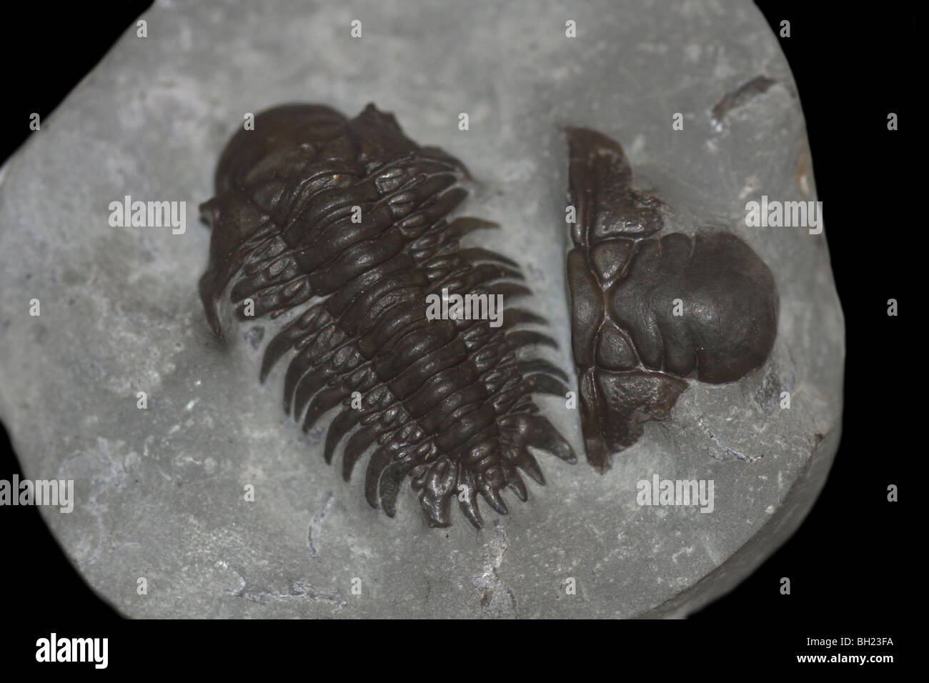 Silurian Trilobit Ktenoura Retrospinosa Silur, Wenlock Stockfoto