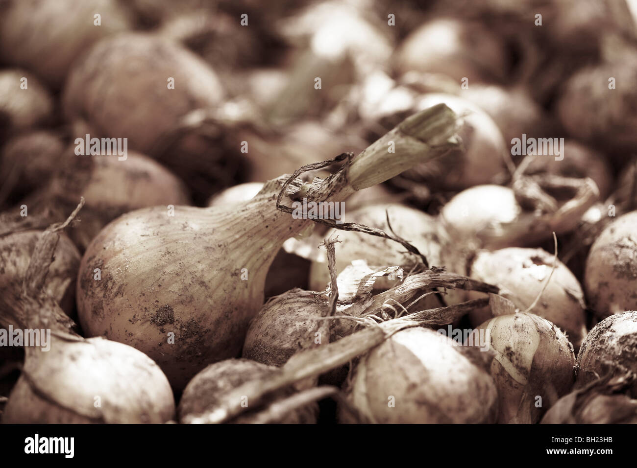 Braunton Zwiebeln mit einem Aufsteigen in den Vordergrund, die auf dem Boden liegend mit ein Sonnenstrahl Stockfoto
