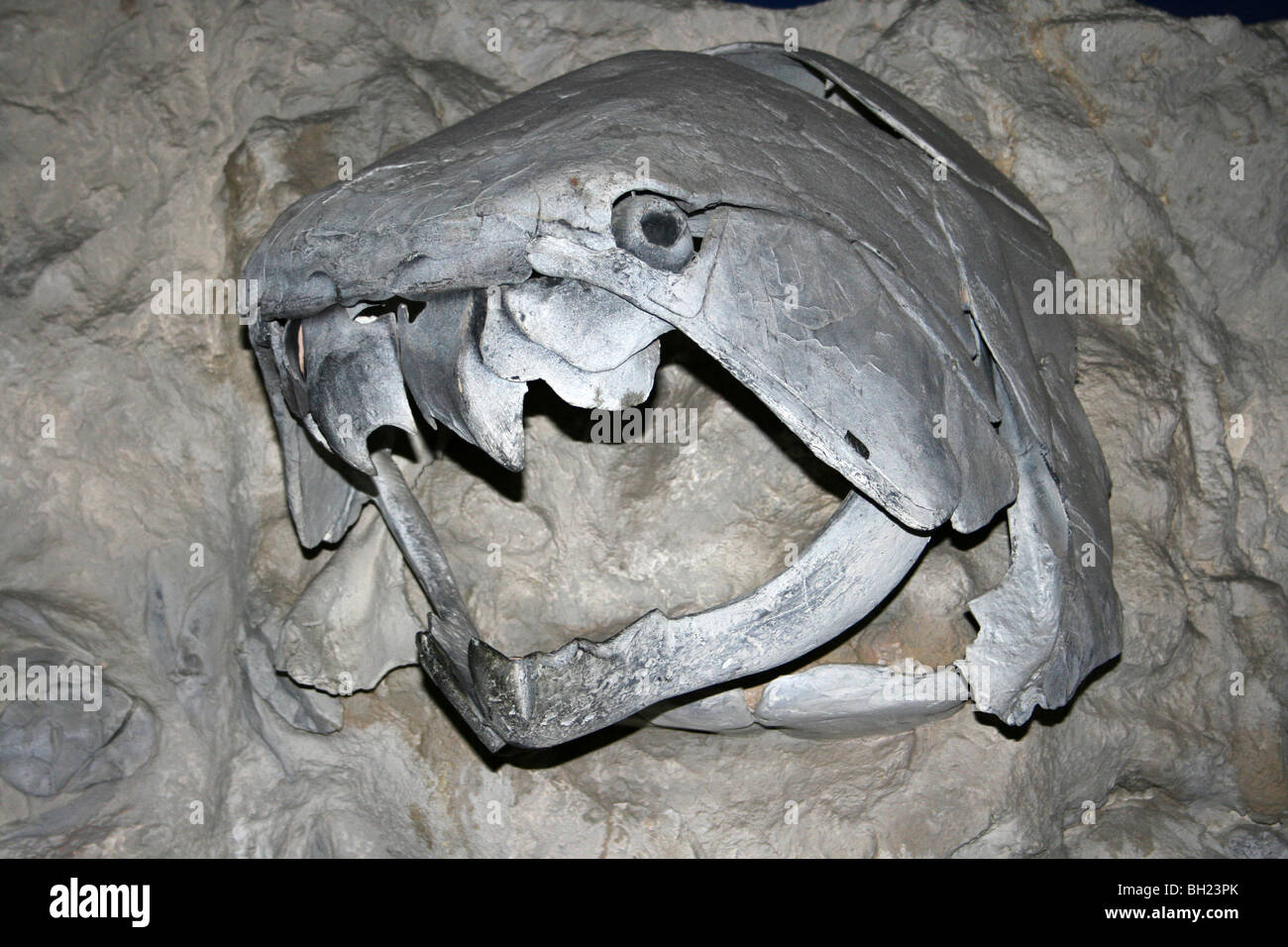 Halbverdauter Schädel prähistorischen Fisch Modell Replica Stockfoto