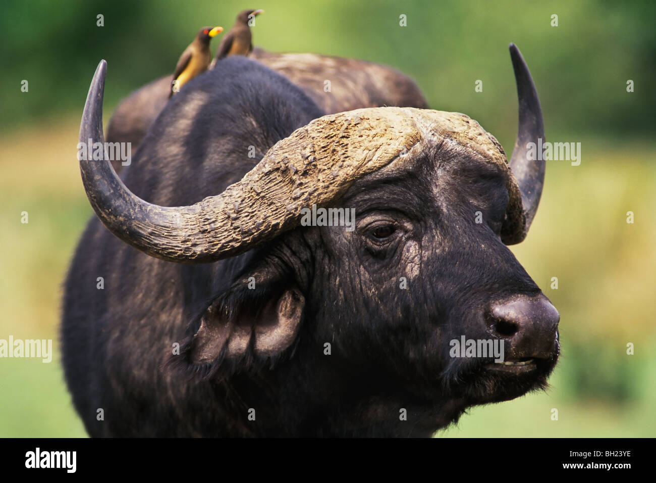 Afrikanischer Büffel (Syncerus Caffer), auch bekannt als Kaffernbüffel, Masia Mara National Reserve, Kenia Afrika Stockfoto