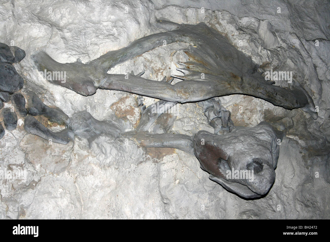 Prähistorische Meeresschildkröte Archelon Modell Replica Stockfoto