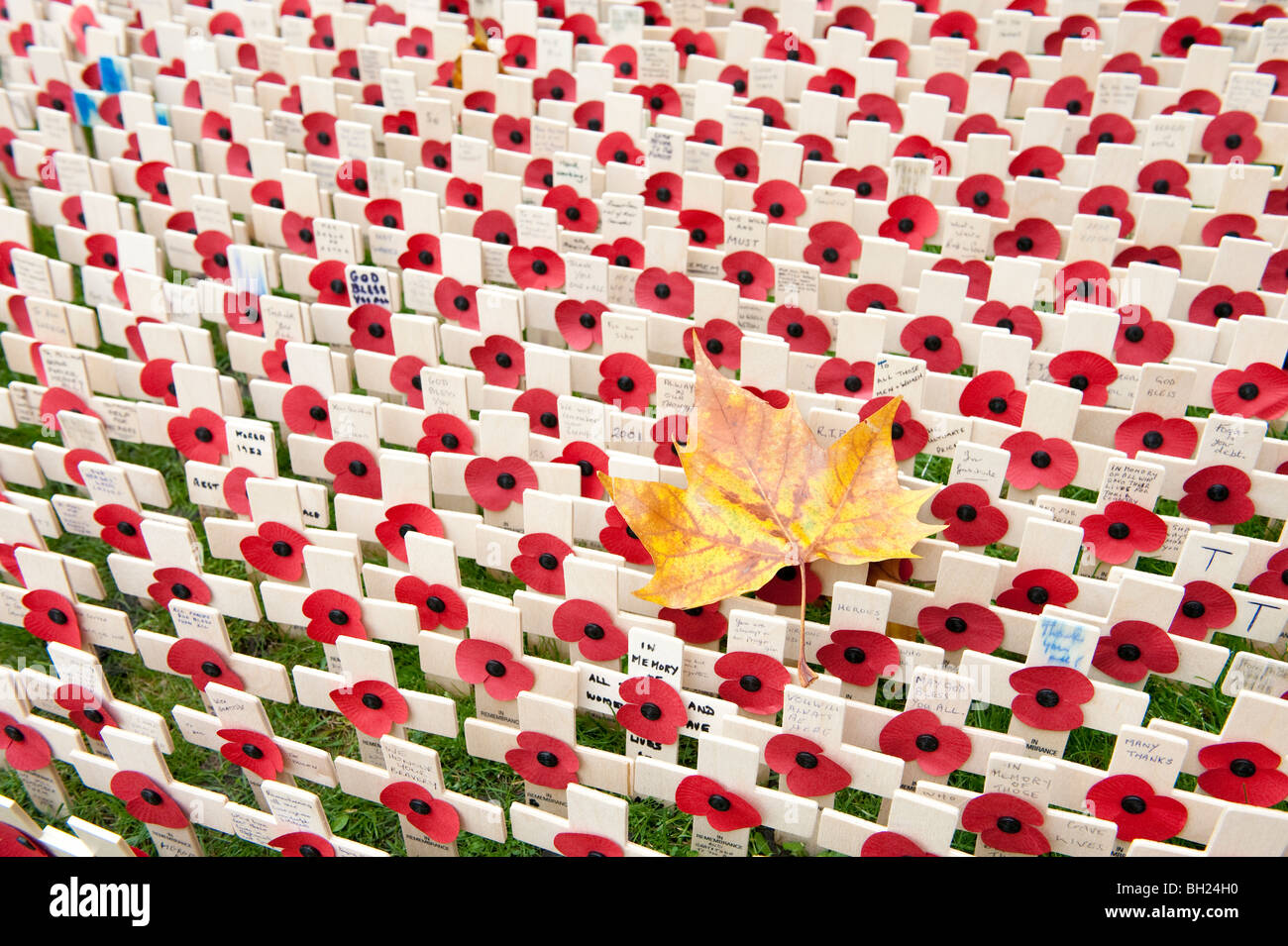 Ein Herbst Blatt umgeben von kleinen kreuzen und Mohnblumen auf dem Feld des Gedenkens in der Westminster Abbey, London Stockfoto