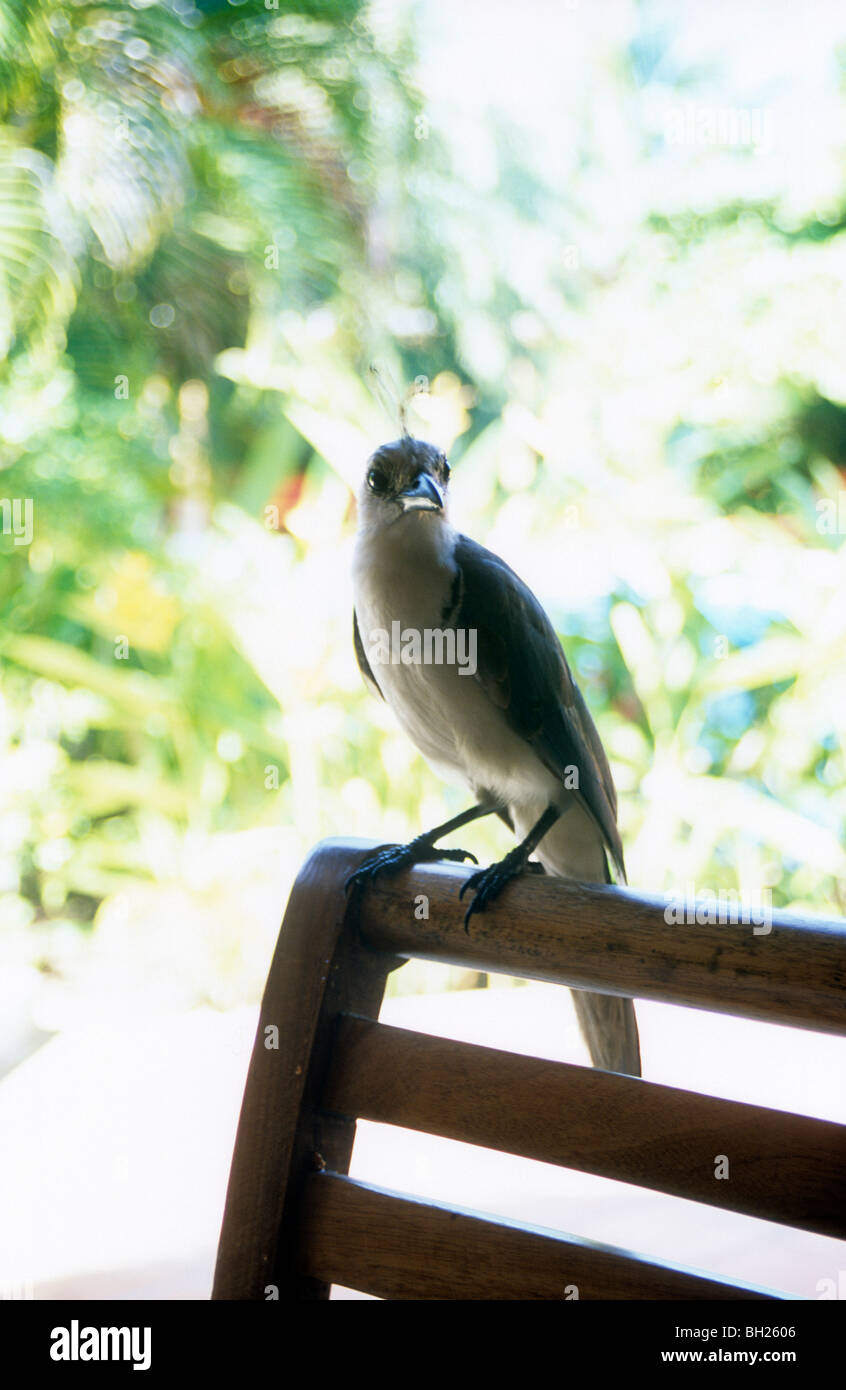 Weiße Throated Magpie Jay auf Rückseite des Stuhls, die darauf warten, gefüttert werden, Tamarindo, Costa Rica Stockfoto