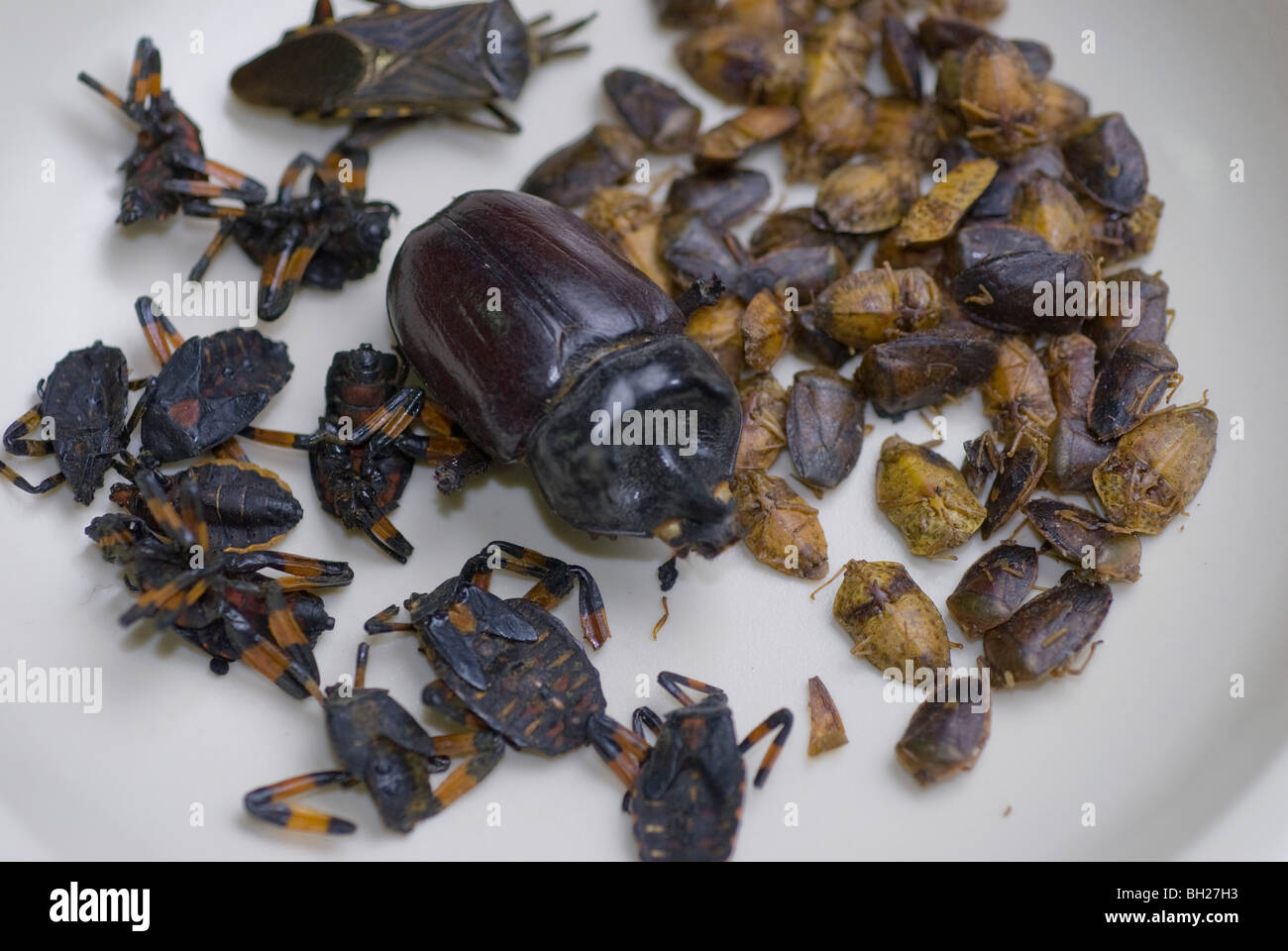 Eine Auswahl von essbaren Insekten aus Mexiko: Vordergrund, 'Cocopachis'; Mitte, ein großer Käfer; in den Rücken, "Jumiles" oder Stink bug Stockfoto