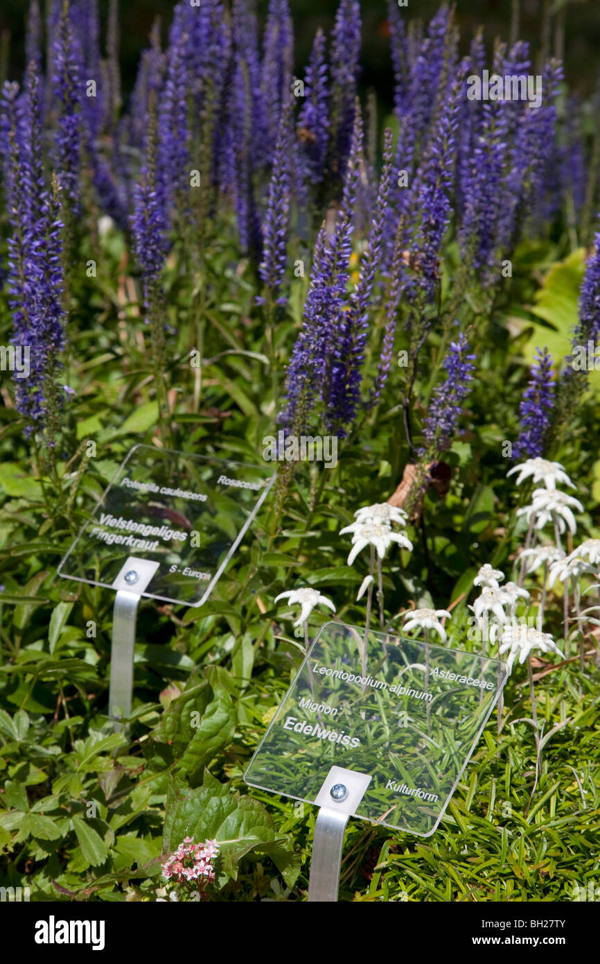 Schweiz garten Fotos und Bildmaterial in hoher Auflösung Alamy