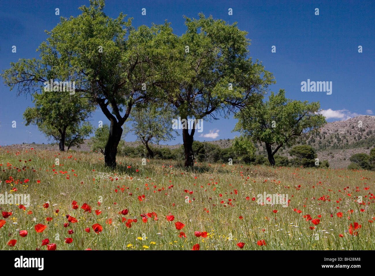 Mohnfeld in Mandel Hain, Kastilien-La Mancha, Spanien Stockfoto