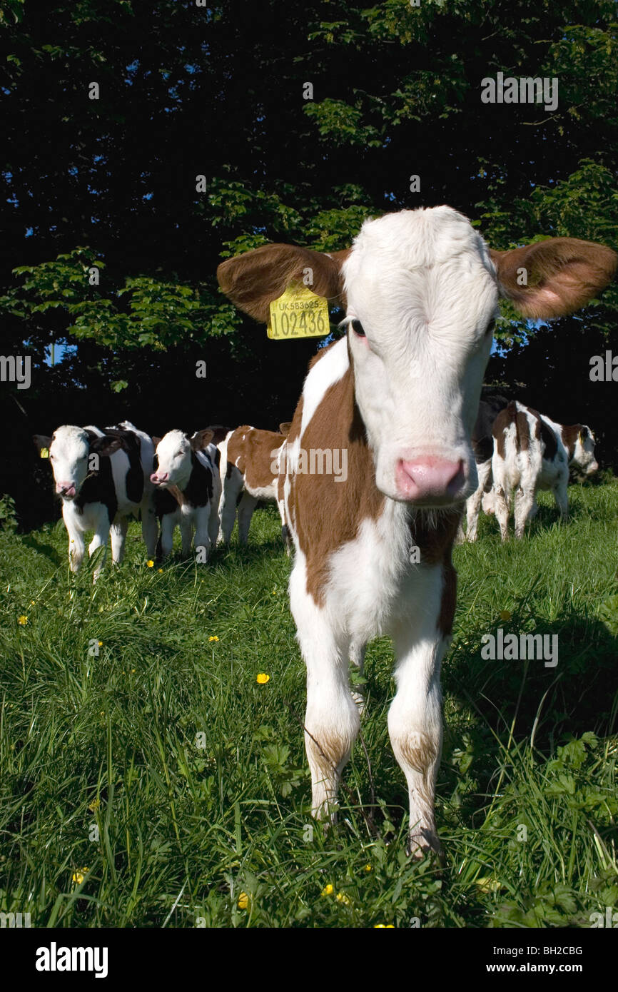 Porträt-Herde von französischen Stammbaum kleine Kälber 6 Wochen alt (Dumfries & Galloway, Schottland) Stockfoto