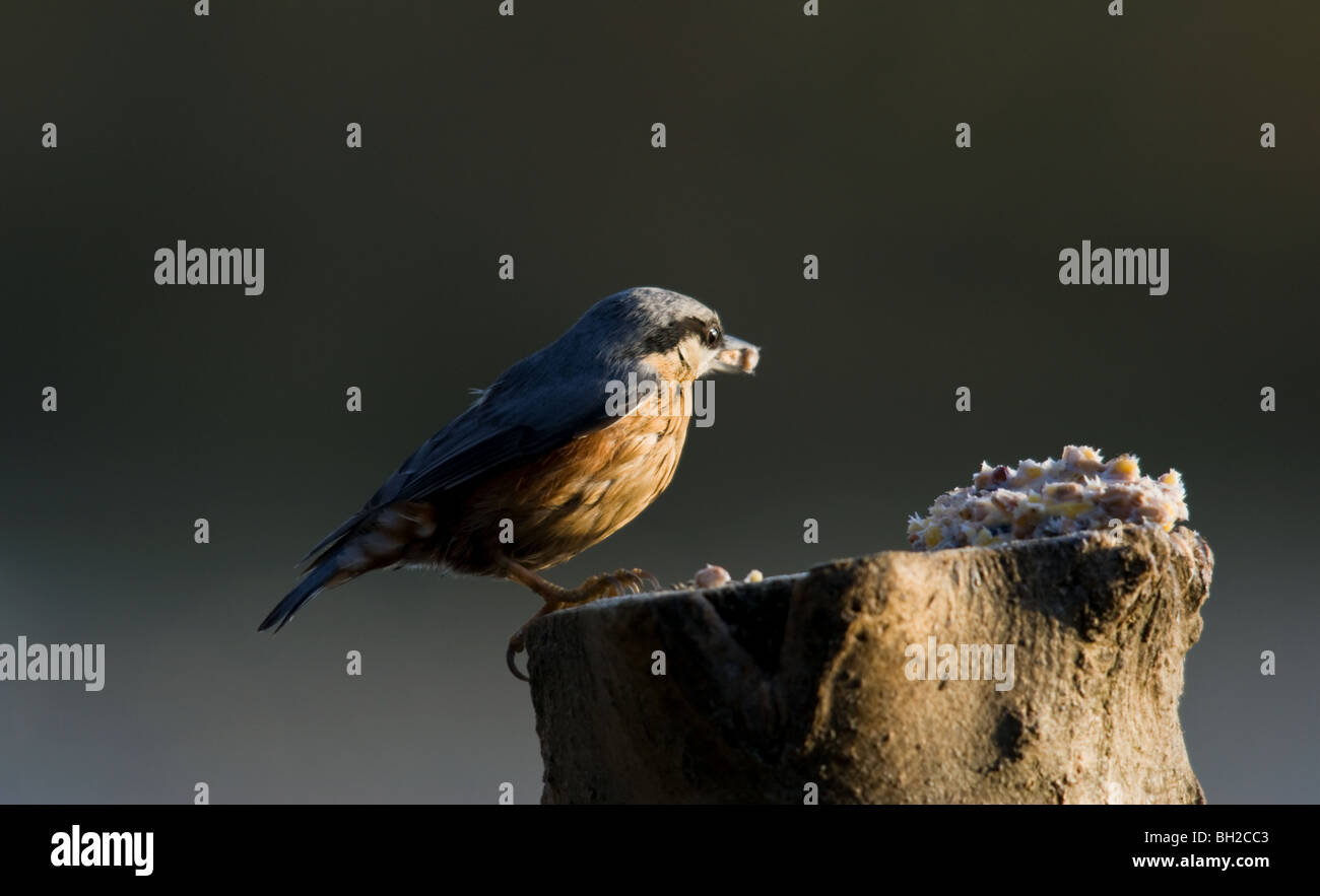 Eurasische Kleiber Stockfoto