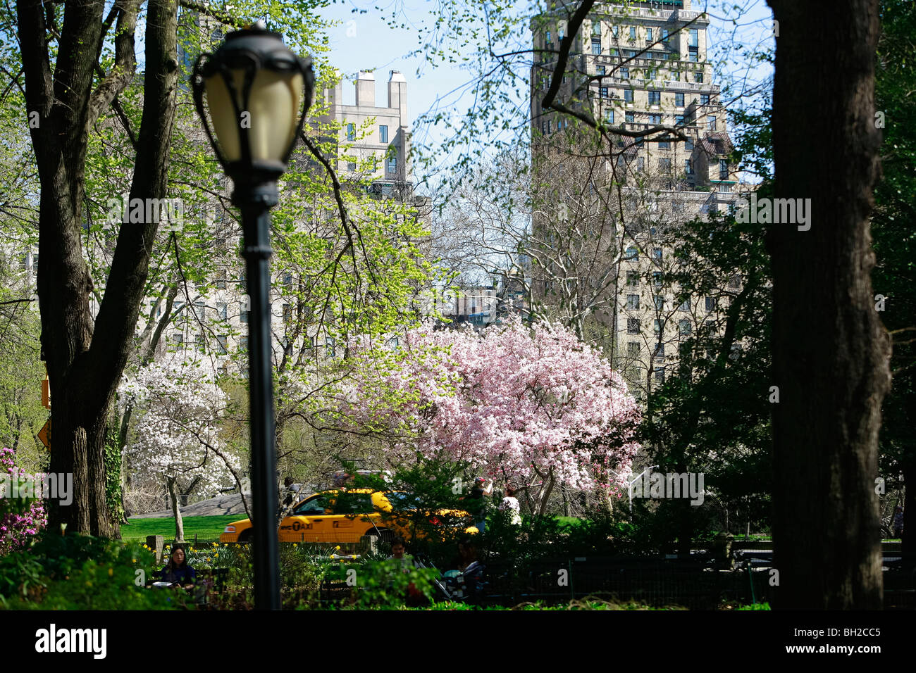 Central Park im Frühling wenn Kirsch, Blüten und Touristen besuchen Sie New York city Stockfoto