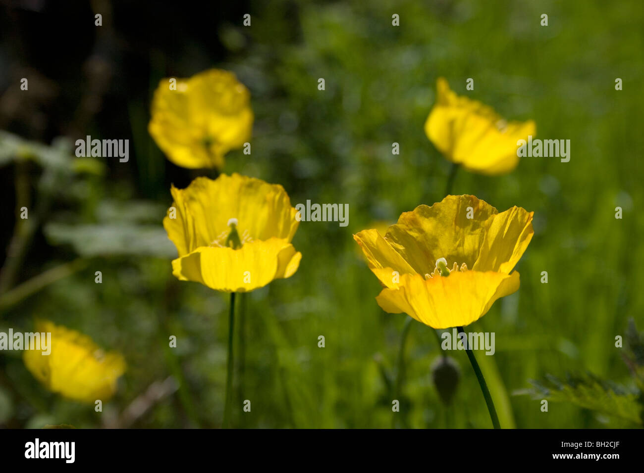 gelbe wild blühenden Mohn wächst in Dumfries & Galloway, Schottland Stockfoto