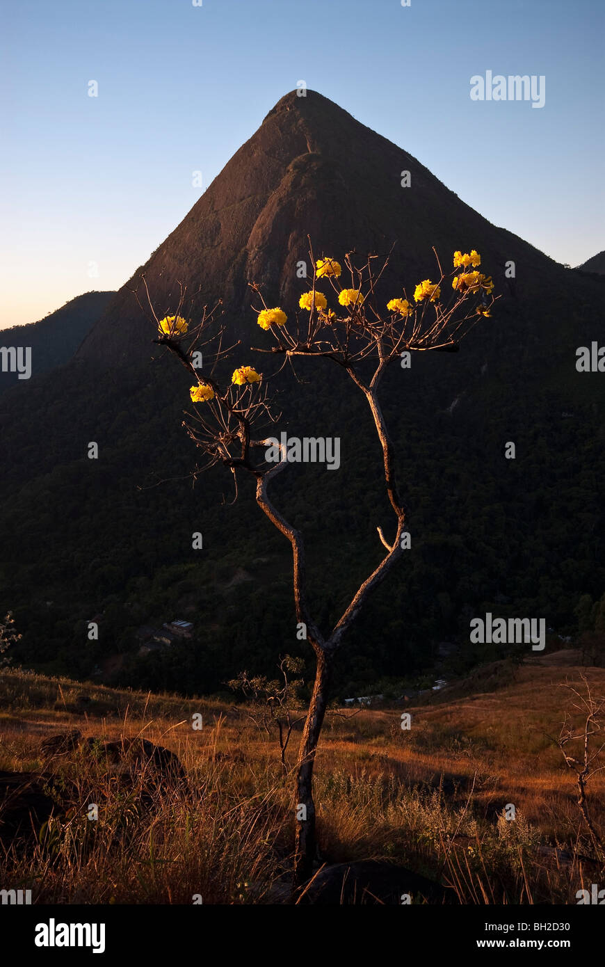 Ipê-Amarelo-da-Serra auch goldene Trompetenbaum (Tabebuia Alba) Pedra Kegel in Hintergrund Parque Nacional da Serra Dos Órgãos Stockfoto