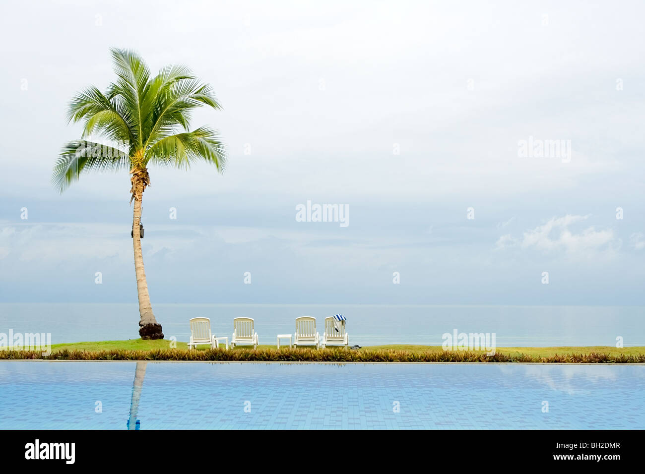 Palme an der Seite eines Schwimmbades Stockfoto