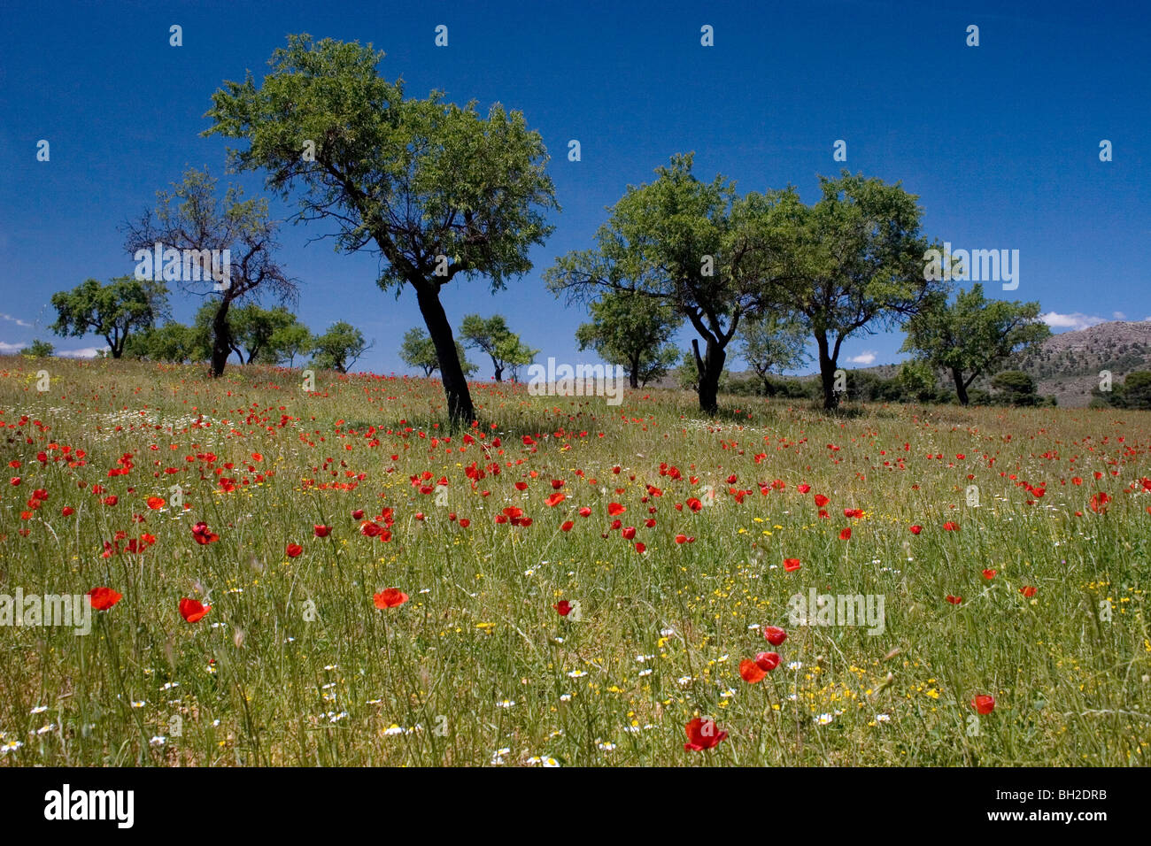 Mohn in voller Blüte auf Mandel Bauernhof, Kastilien-La Mancha, Spanien Stockfoto