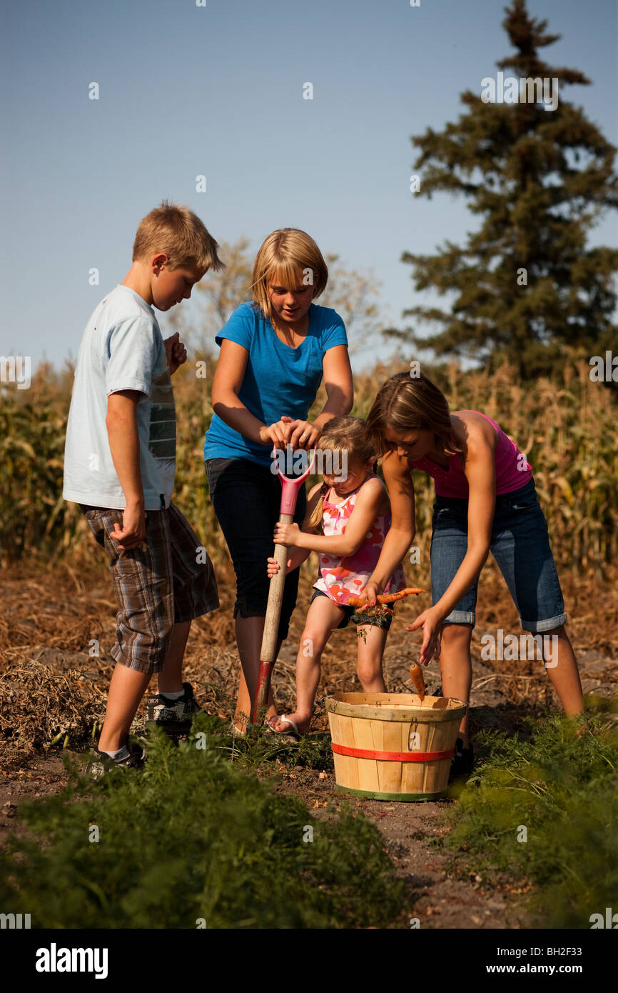 Zwölf, zehn, und fünf Jahre alten Mädchen und zwölf Jahre alter Junge Graben Karotten im Garten; Redvers, Saskatchewan, Kanada Stockfoto