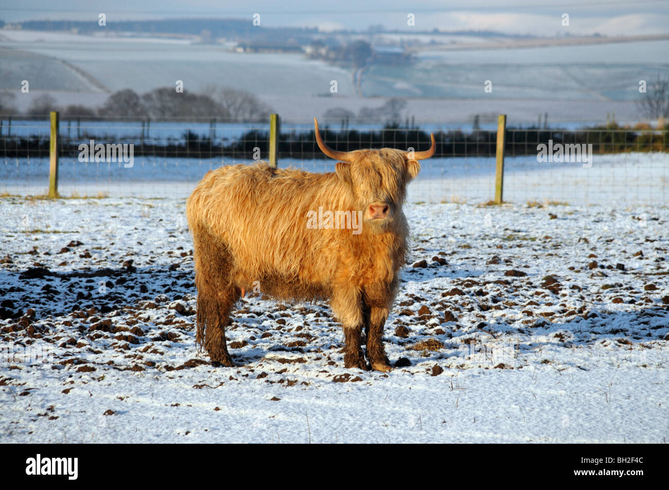 Schneebedeckte Felder und eine Highland-Kuh. Stockfoto