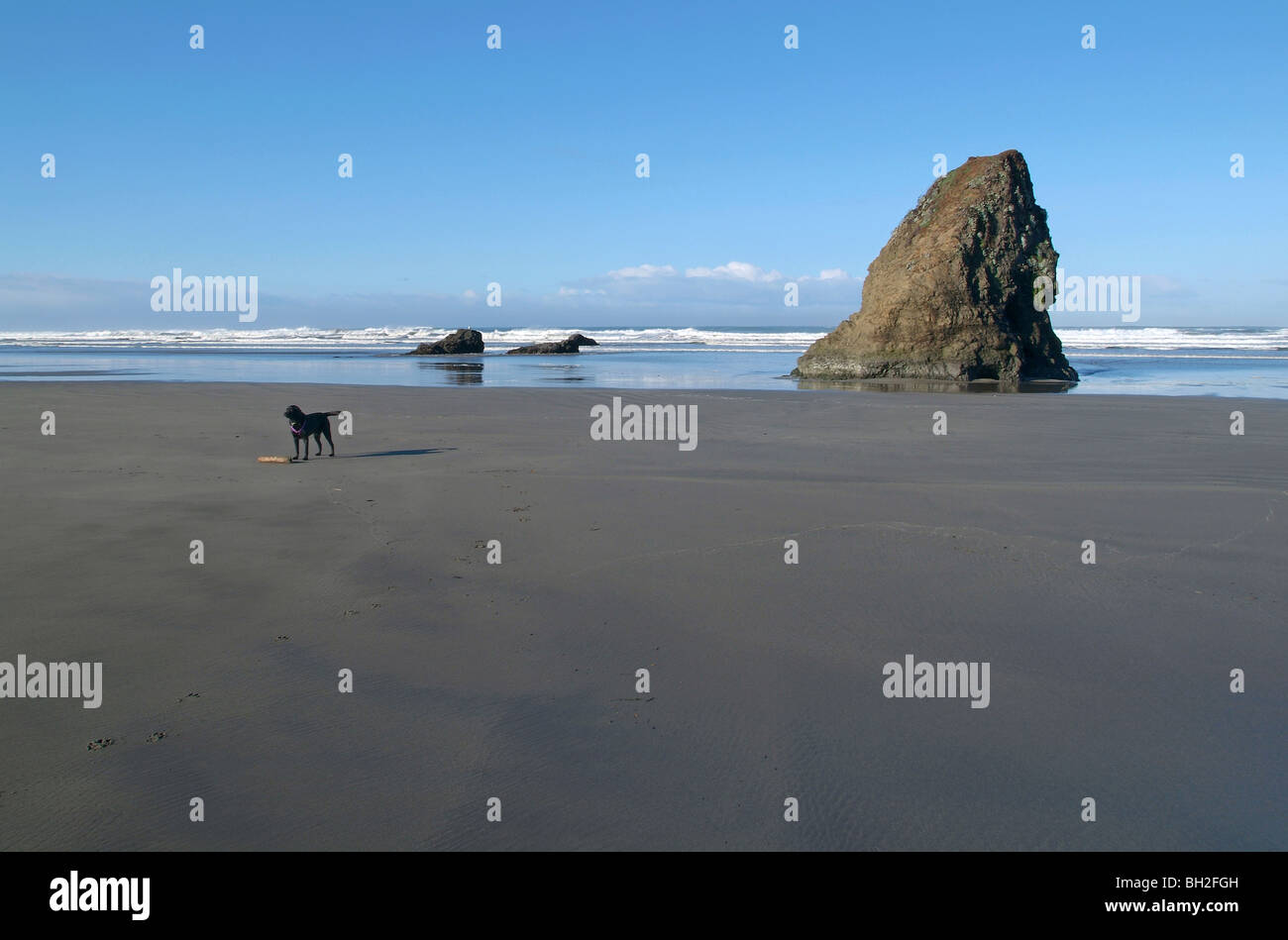 Schwarze Labrador stehend am Strand. Stockfoto