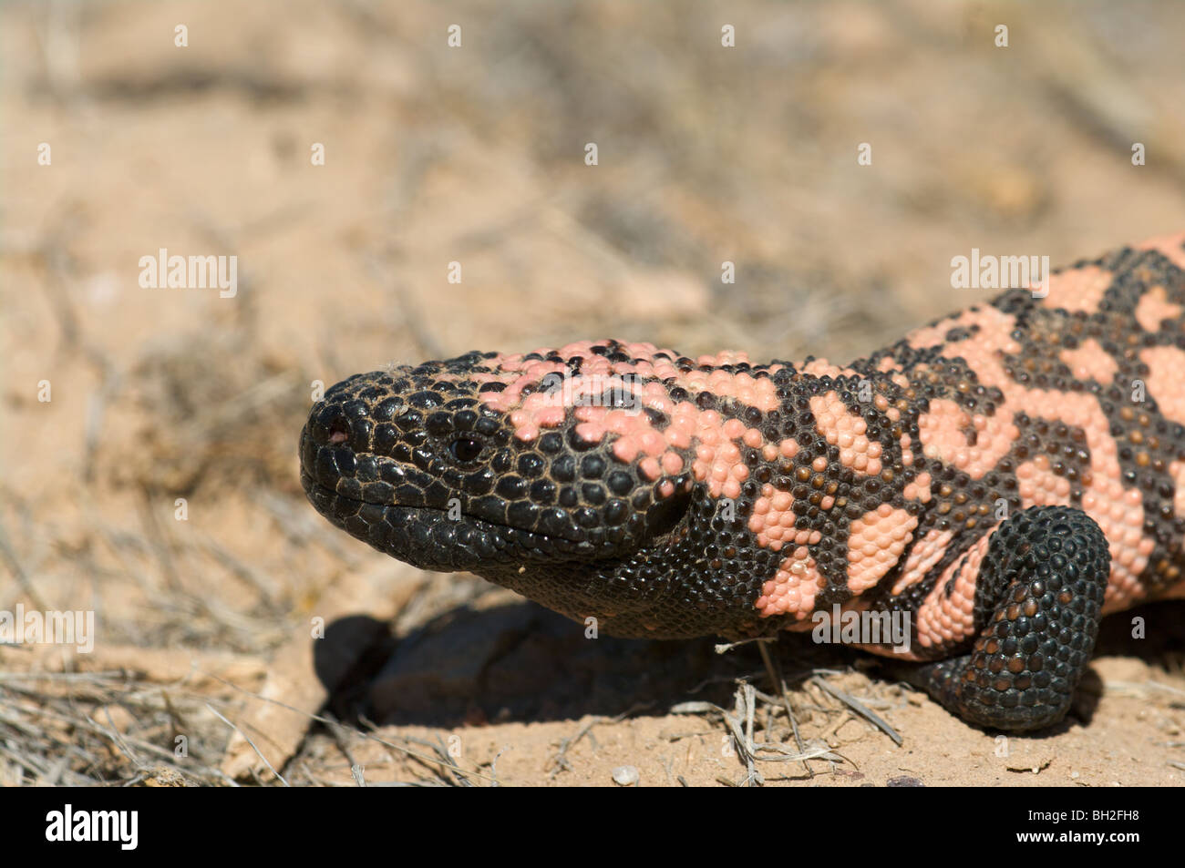 Eine wilde Gila Monster (Heloderma Suspectum) aus Südosten von Arizona, in der Nähe von Benson. Stockfoto