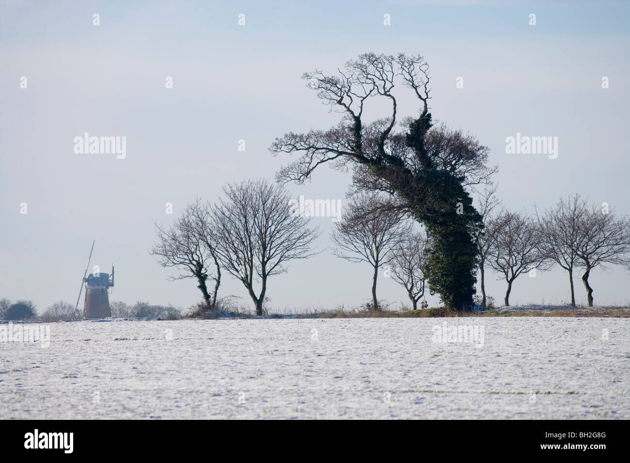 Eichen (Quercus Robur), Efeu (Hedera Helix) abgedeckt. Sutton Windmühle, Norfolk. Winter mit den letzten Schnee fallen. Stockfoto