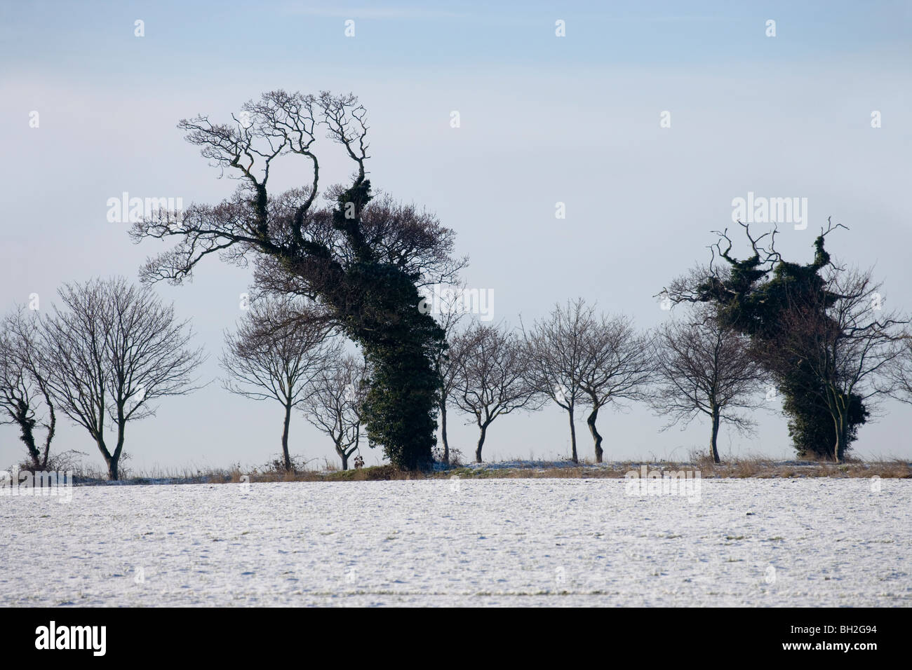 Eichen (Quercus Robur), Efeu (Hedera Helix) abgedeckt. Silhouetten auf Feldgrenze, Norfolk. Winter mit den letzten Schnee fallen. Stockfoto