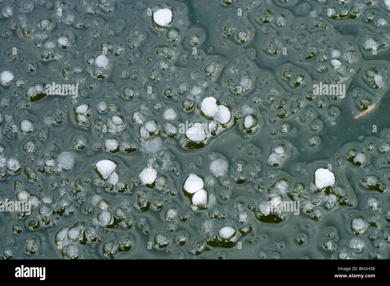 Hagel; gefallenen und schmelzende Hagelkörner. In verschiedenen Größen. Januar, Norfolk. Stockfoto