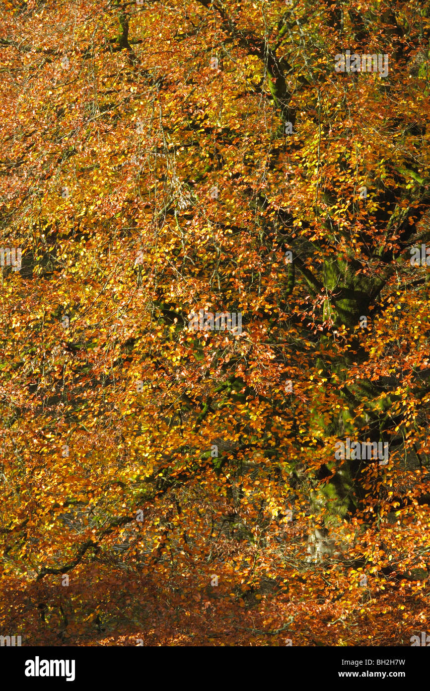 Buche im Herbst Stockfoto
