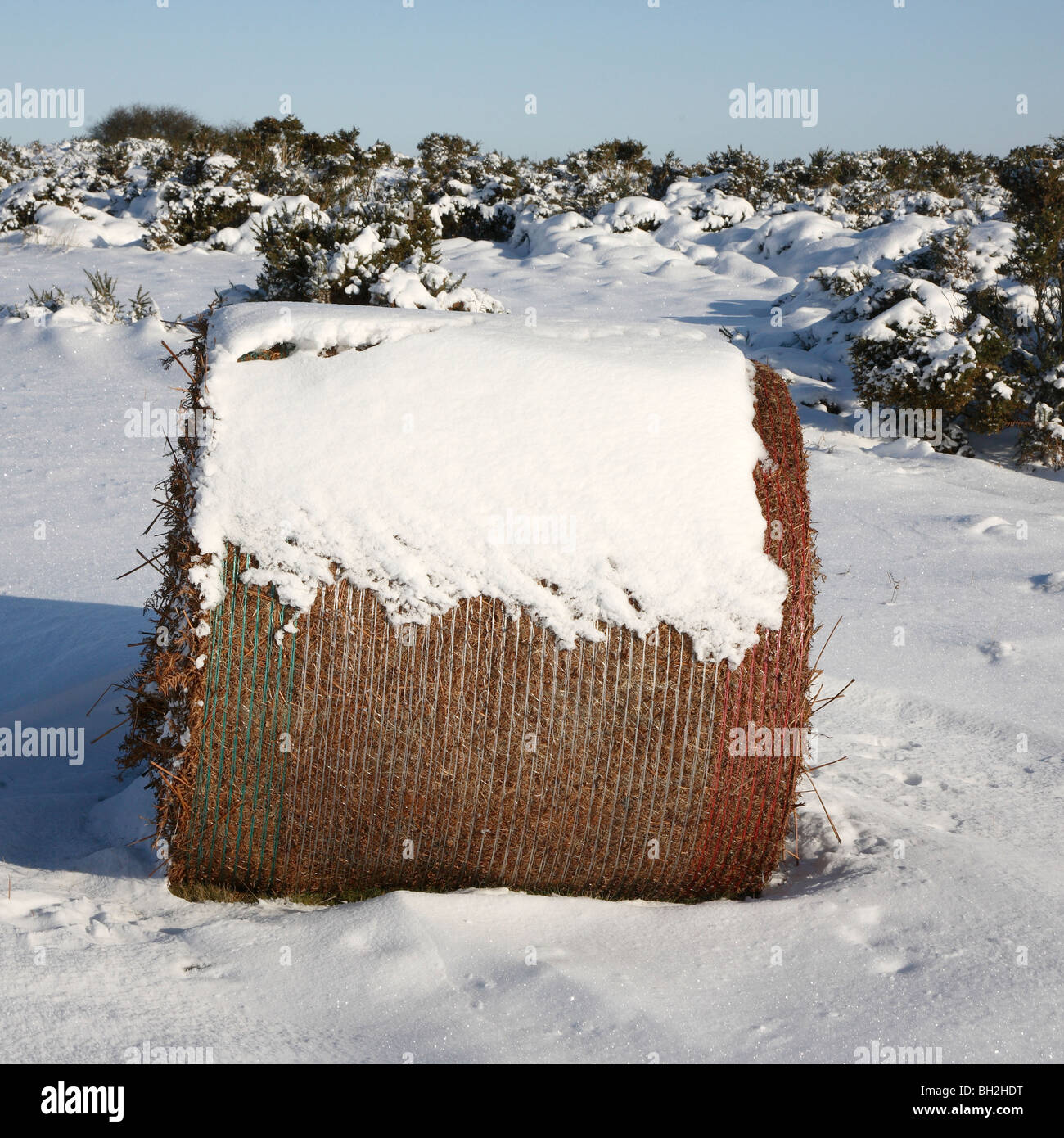 Schnee bedeckt, Bale, Mynydd Illtud, Brecon Beacons, Wales, UK Stockfoto