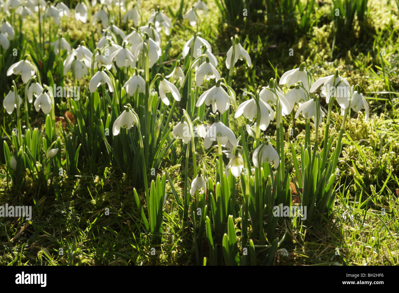 Blendend weiße Schneeglöckchen (Galanthus Nivalis) Hintergrundbeleuchtung Gras Stockfoto