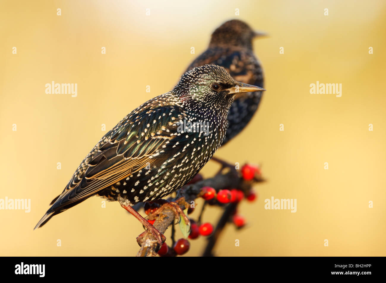 Stare (Sturnus Vulagris) auf Beere beladenen Zweig im Winterkleid zeigt Flecken und schillernden Gefieder Stockfoto