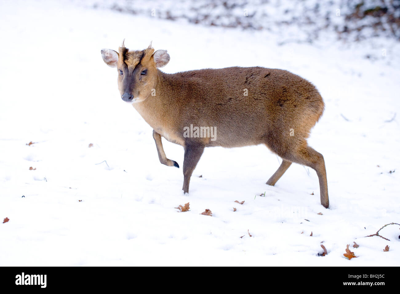 Deer Muntjak (Muntiacus Reevesi). Mann im Schnee. Stockfoto