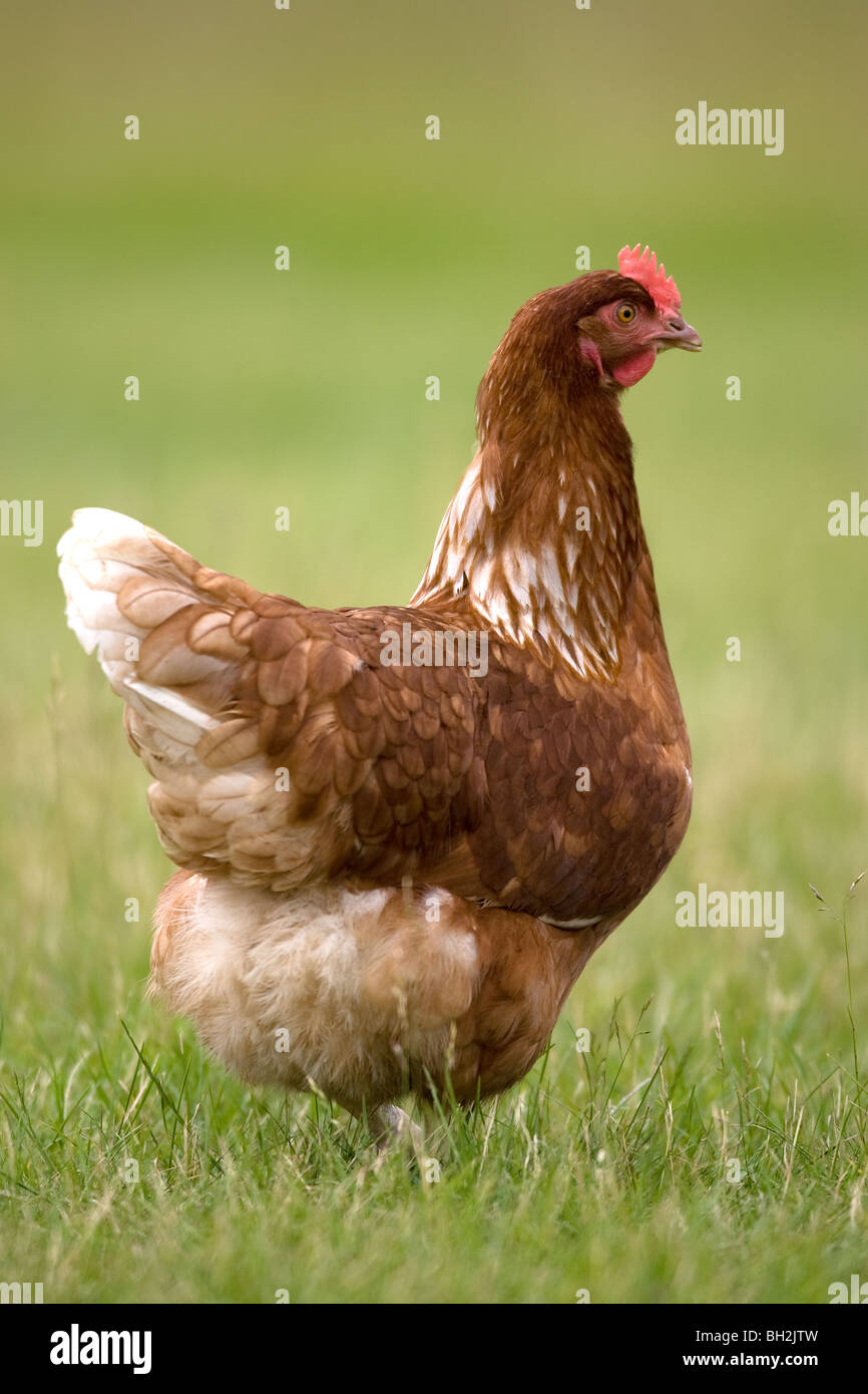 Freilandhaltung Henne Stockfoto