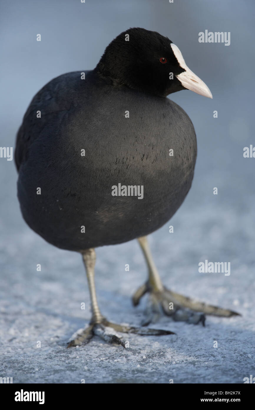 Eurasische Blässhuhn, Fulica Atra stehen auf dem Eis gelappt Füße, UK Stockfoto