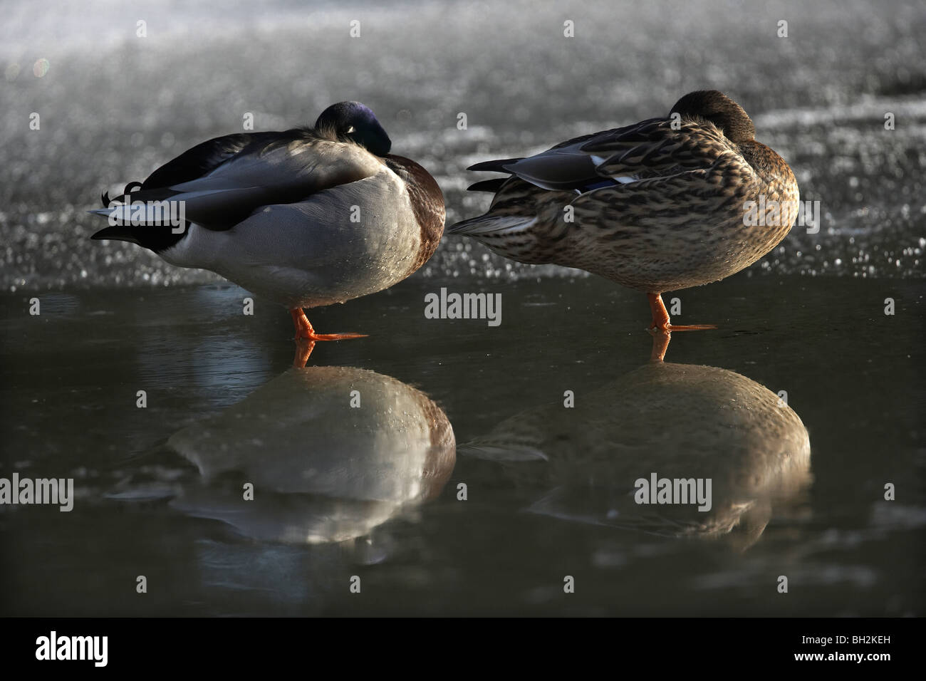 Schlafende enten Fotos und Bildmaterial in hoher Auflösung Alamy