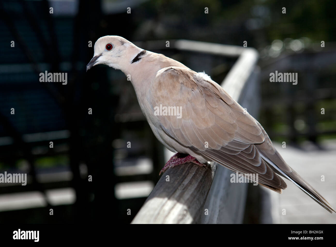 Barbary Taube, Kapturkduva (Streptopelia risoria) Stockfoto