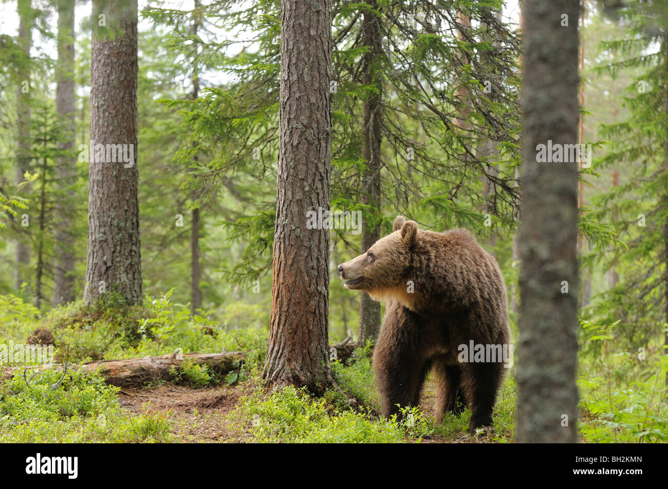 Europäischer Braunbär Ursos Arctos Photograhed in Finnland Stockfoto