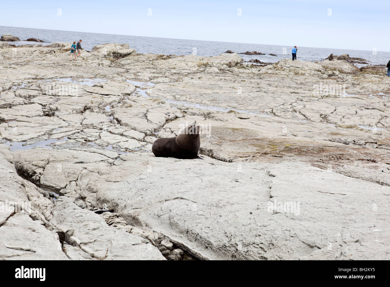 New Zealand fur Seal, Nyzeeländsk pälssäl (Arctocephalus forsteri) Stockfoto