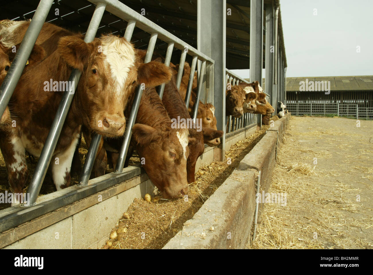 Cattle feed lot -Fotos und -Bildmaterial in hoher Auflösung – Alamy