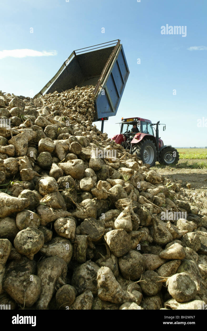 Zugmaschine und Anhänger kippen Zuckerrüben auf einem Haufen Stockfoto