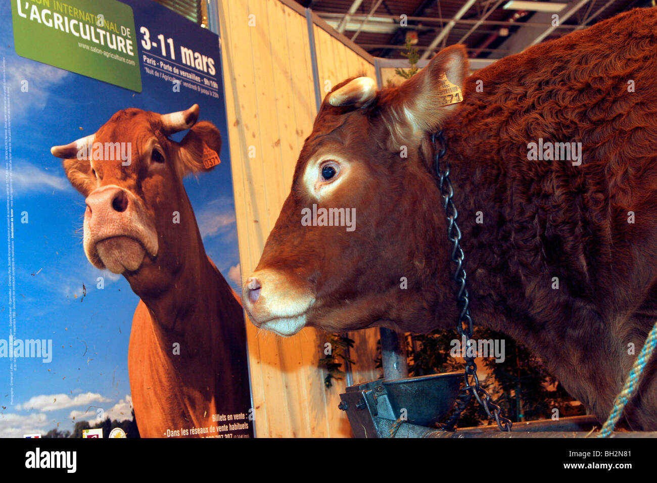 DER ZÜCHTER, DIE VORBEREITUNG VON TITINE, GASCOGNE KUH UND SEINER WADE AN DER INTERNATIONALEN LANDWIRTSCHAFTSMESSE IN PARIS 2007, PARIS (75) Stockfoto